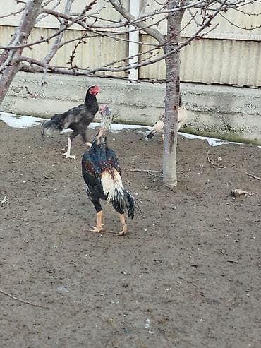 чон ат: Продаю | Куры — 1