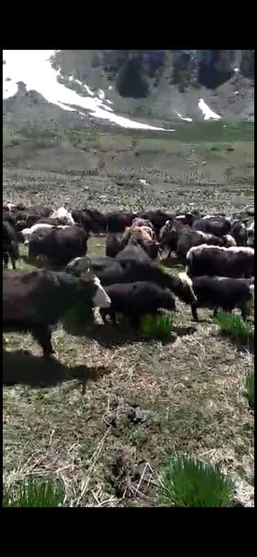 Грызуны: Продаю | Корова (самка) — 4