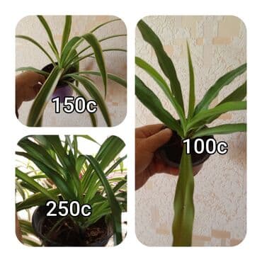 мебель бишкек: Саженцы цветка — 18