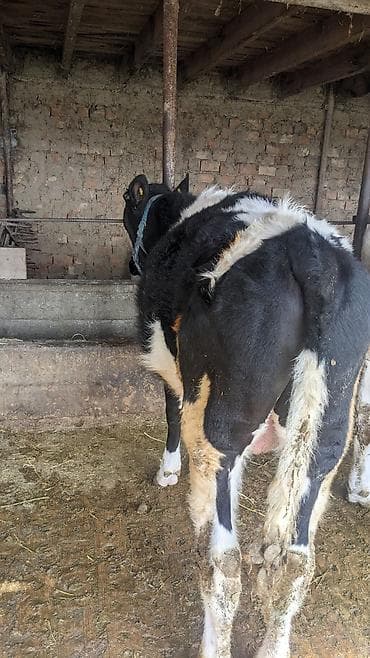 Зоотовары: Продаю | Музоо, торпок | Голштин | На откорм | Привязанные — 2