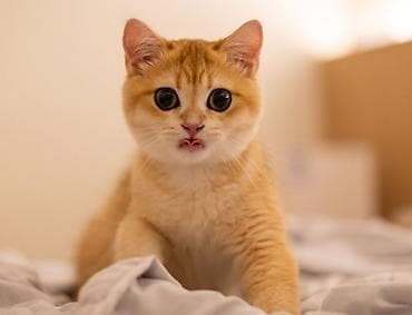 рыжий вислоухий котенок купить: 1 месяц, Мальчик, Рыжий, Приучена к лотку — 1