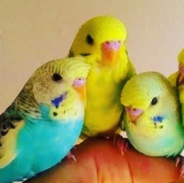 домик для волнистых попугаев: Попугаи разных видов. Хорошо учатся говорить и приручаются к рукам. В — 1