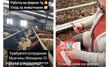 салон красоты восток 5: Вакансия: помощница на ферме Обязанности: - Уход за животными — 1