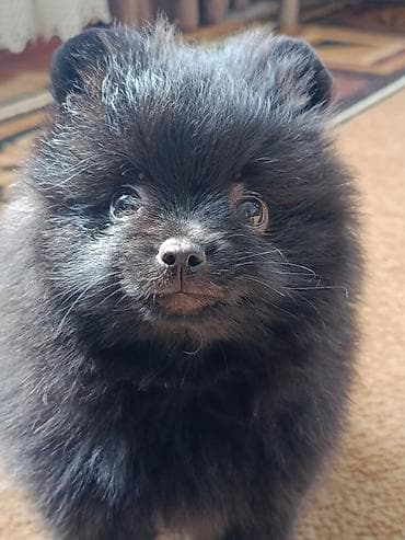 болонка цена: Шпиц, 1 месяц, Самец — 3
