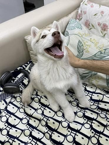 Щенок хаски - kyrgyz kennel club Порода: сибирский хаски 3 месяцев