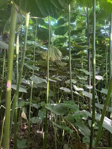 навес ферма: Саженцы быстрорастущего дерева (павловния/аналогичные декоративные — 1