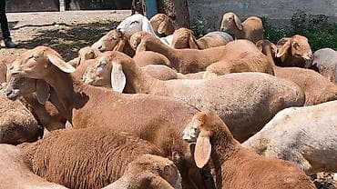 будай урон: Продаю | Овца (самка), Ягненок, Баран (самец) | Арашан | Для разведения | Котные, Осеменитель, Матка — 3