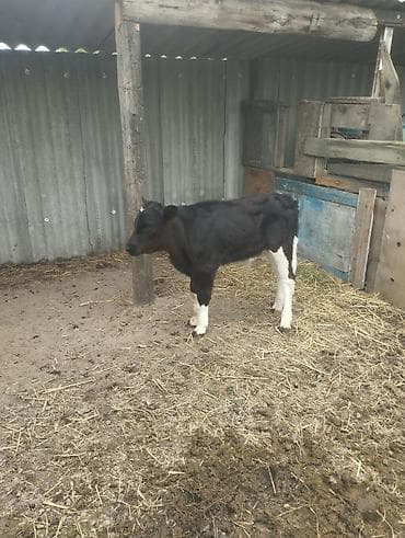 собака такса щенок: Продаю | Музоо, торпок | Полукровка | На откорм | Привязанные — 1