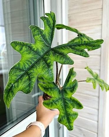 КУПЛЮ
Алоказию Жаклин. Не детку, не клубень