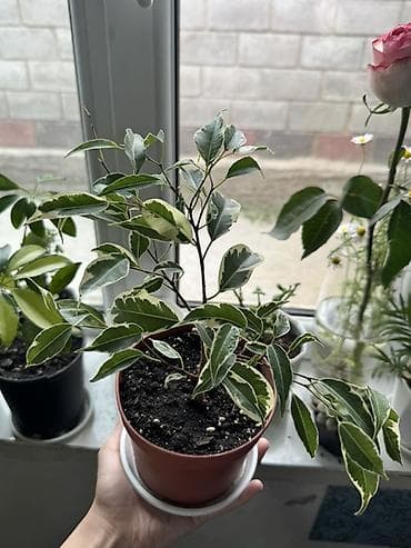 фикус: Фикус Бенджамина вариегатный (Ficus benjamina) в горшке. - Компактный — 1