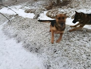 Мышыктар: Немецская овчарка среднего-крупного размера. Короткошёрстные, с — 7