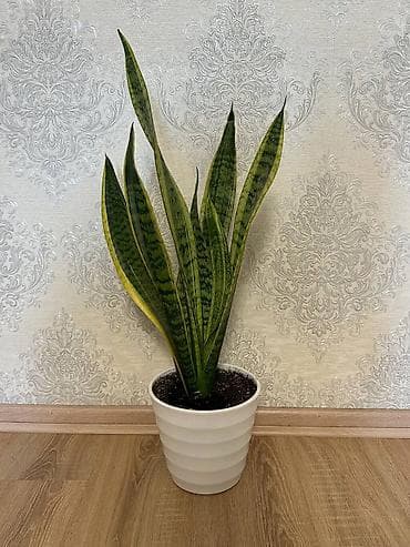 реально: Сансевиерия (Sansevieria, «щучий хвост», «тещин язык») в горшке. - — 3