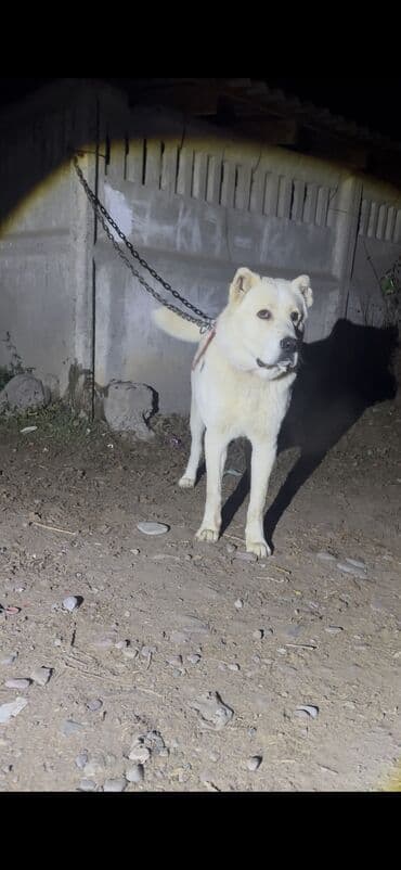 корм для домашних животных: Алабай, 1 год, Самец — 3