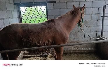 Продаю | Жеребенок | Рабочий