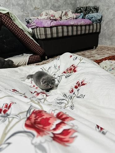 отдам даром вислоухого котенка: Скотиш Фолд (Шотландская вислоухая), 2 месяца, Девочка, Голубой, Приучена к лотку — 4