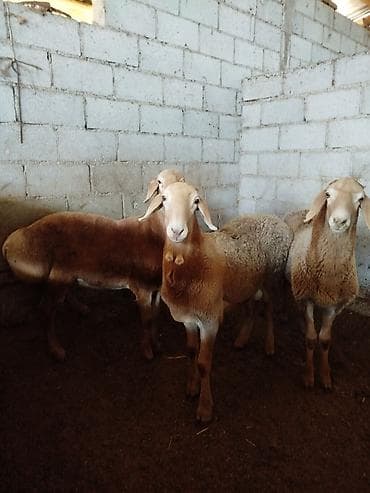 купить собаку шпица недорого: Продаю | Овца (самка) | Для разведения | Племенные — 1