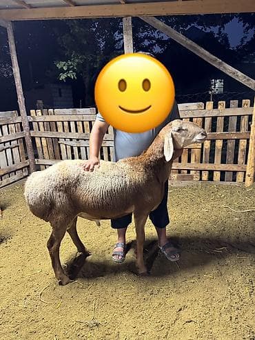 Продаю | Баран (самец) | Арашан at lalafo.kg Продаю | Баран (самец) | Арашан