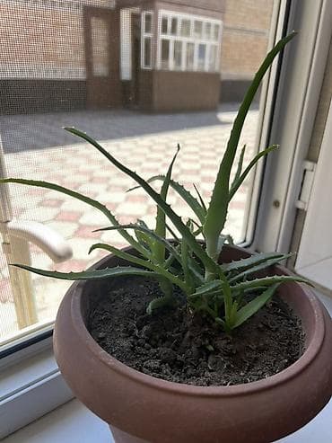 Бөлмө өсүмдүктөрү: Продажа. Комнатные цветы — 8