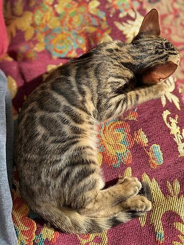 ориентал кошка: Бенгальская, 8 месяцев, Девочка — 4