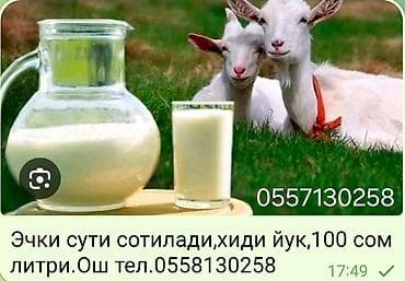 Козье молоко - Объем: 1 литр - Цена: 100 сом - Особенности: без