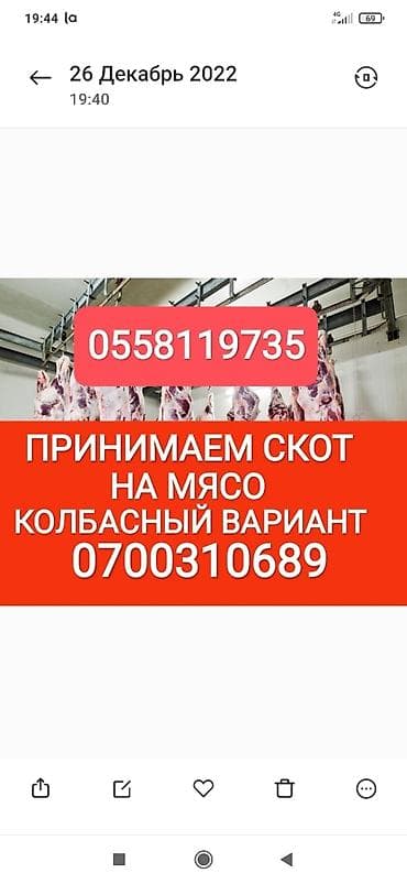 Колбаса цехи : Уйлар, букалар, Жылкылар, аттар, | Күнү-түнү, Бардык шартта, Союлган