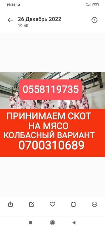 тюк пресс: Куплю | Лошади, кони, Коровы, быки | Круглосуточно, На забой, на мясо, Любое состояние — 1