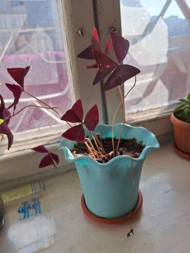 комнатный гранат: Комнатные растения в горшках - Фиолетовая традесканция — 2