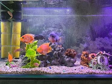 Аквариумы: Продается аквариум с тумбой. Объем 500 литров. Вместе с декорациями — 1