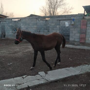 животные котенок: Продаю | Кобыла (самка) | Для разведения, Конный спорт | Племенные — 3