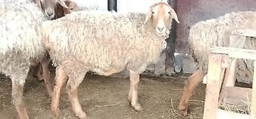 Ветеринар кызматы: Сатам | Ургаачы кой (ургаачы), Козу | Көбөйтүү үчүн — 3