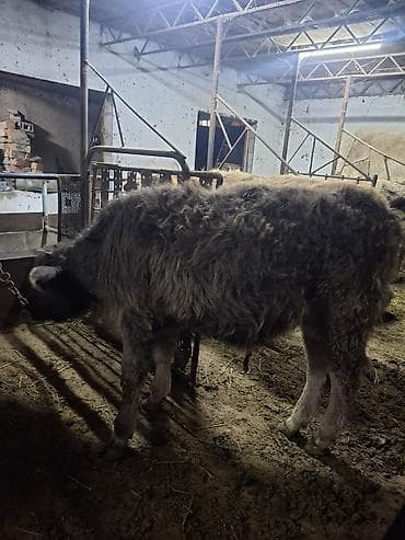 коровы симентал: Продаю | Бык (самец) | Алатауская, Швицкая, Полукровка | Для разведения, На откорм | Привязанные, Искусственник — 4