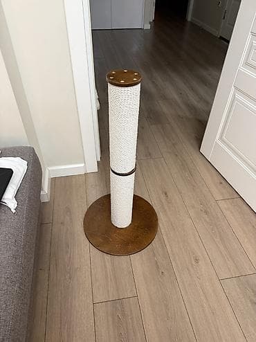 ящик сатылат: Продается котик 1 год Привитый, Проглистованный, Кастрированный — 9