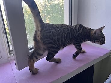 коты бишкек: Бенгал, 6 айлык, Ургаачы, Курттардан тазаланган — 3