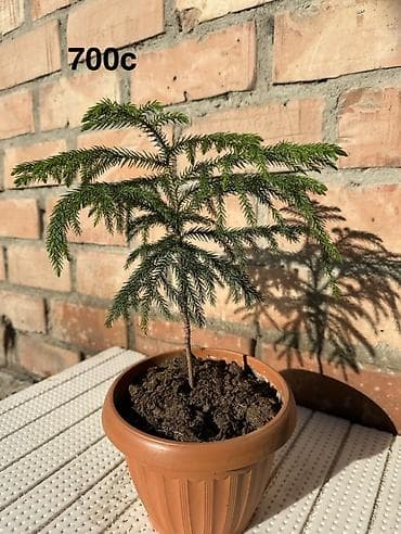 фиалки купить: Комнатные растения в горшках и срезы: 1) Спатифиллум крупный в белом — 8