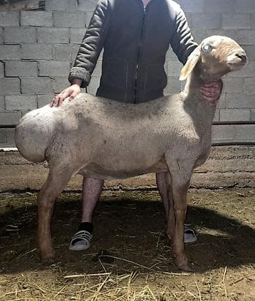 баран матка: Продаю | Овца (самка) | Для разведения | Матка — 5