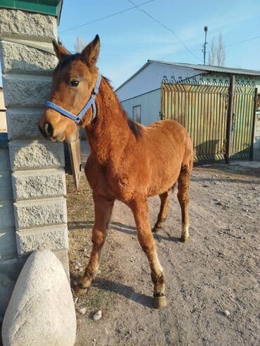 пользователь собак: Продаю | Жеребенок — 1