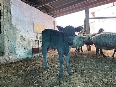 стельный корова: Продаю | Музоо, торпок | Полукровка | На откорм | Племенные — 10