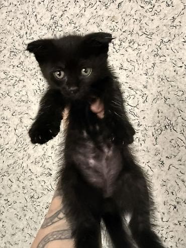 Мышыктар: Вислоухие котята в добрые руки Срочно отдаём вислоухих котят в связи — 4