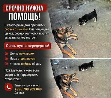 Собака даром: Дворняжка, 1 год, Самка