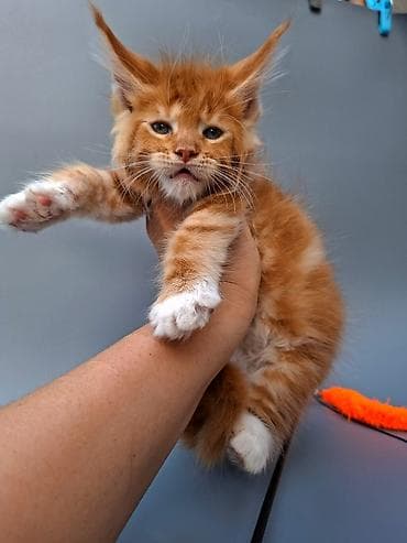 Продаются шикарные котята мейн куны Особенности: - Крупные уши с