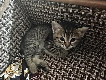 сиамскую кошку: Котята месячные. 1 мальчик и 2 девочки с короткими хвостами. игрывые и — 1