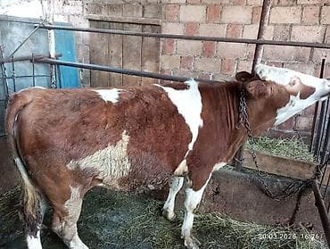 кони лошади: Продаю | Тёлка | Симментальская | Для разведения | Привязанные — 3