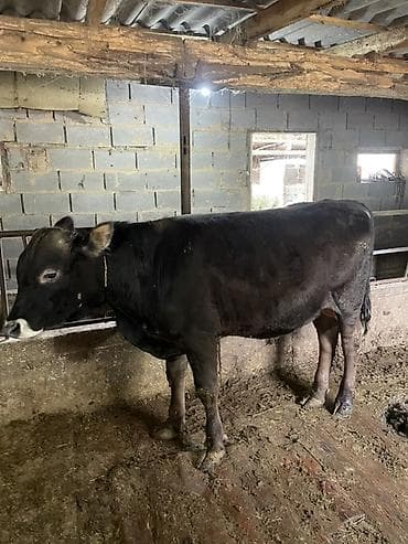 продается кашара: Продаю | Бык (самец) | На откорм | Привязанные — 6