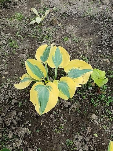 гулдор роза: В наличии много разной хосты, спрашивайте. есть подешевле — 6