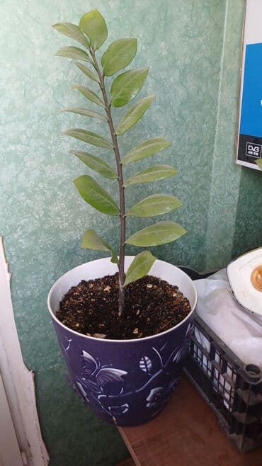 растения для аквариума: Срочно продается — 1