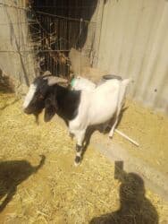 собака доберман цена: Продаю | Коза (самка), Козёл (самец) | Битал, Зааненская | Для разведения | Племенные — 24