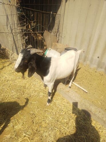 домашние птицы: Продаю | Козёл (самец) | Битал, Зааненская | Для разведения — 3