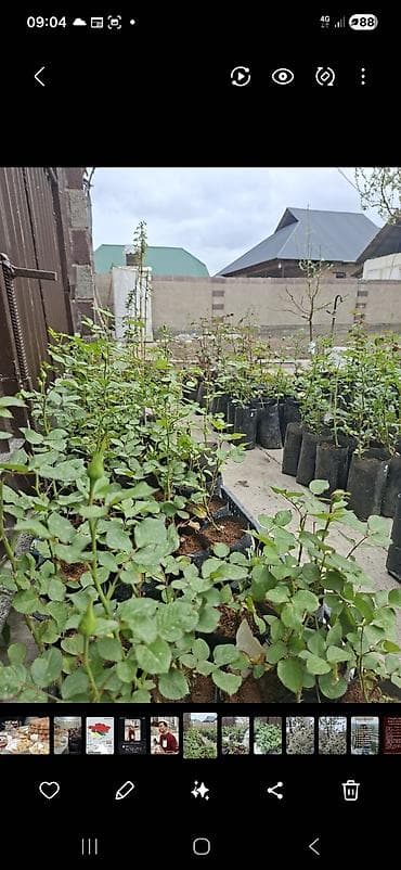 найза свечи: Саженцы Самовывоз, Бесплатная доставка, Платная доставка — 3