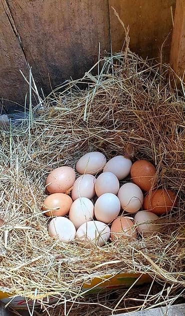 чёрный ящик: Продаю | Инкубационные яйца | Брама | Для разведения — 1