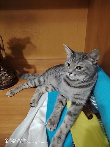 персидская кошка цена: Кошка даром: Беспородная, Девочка, Приучена к лотку — 1